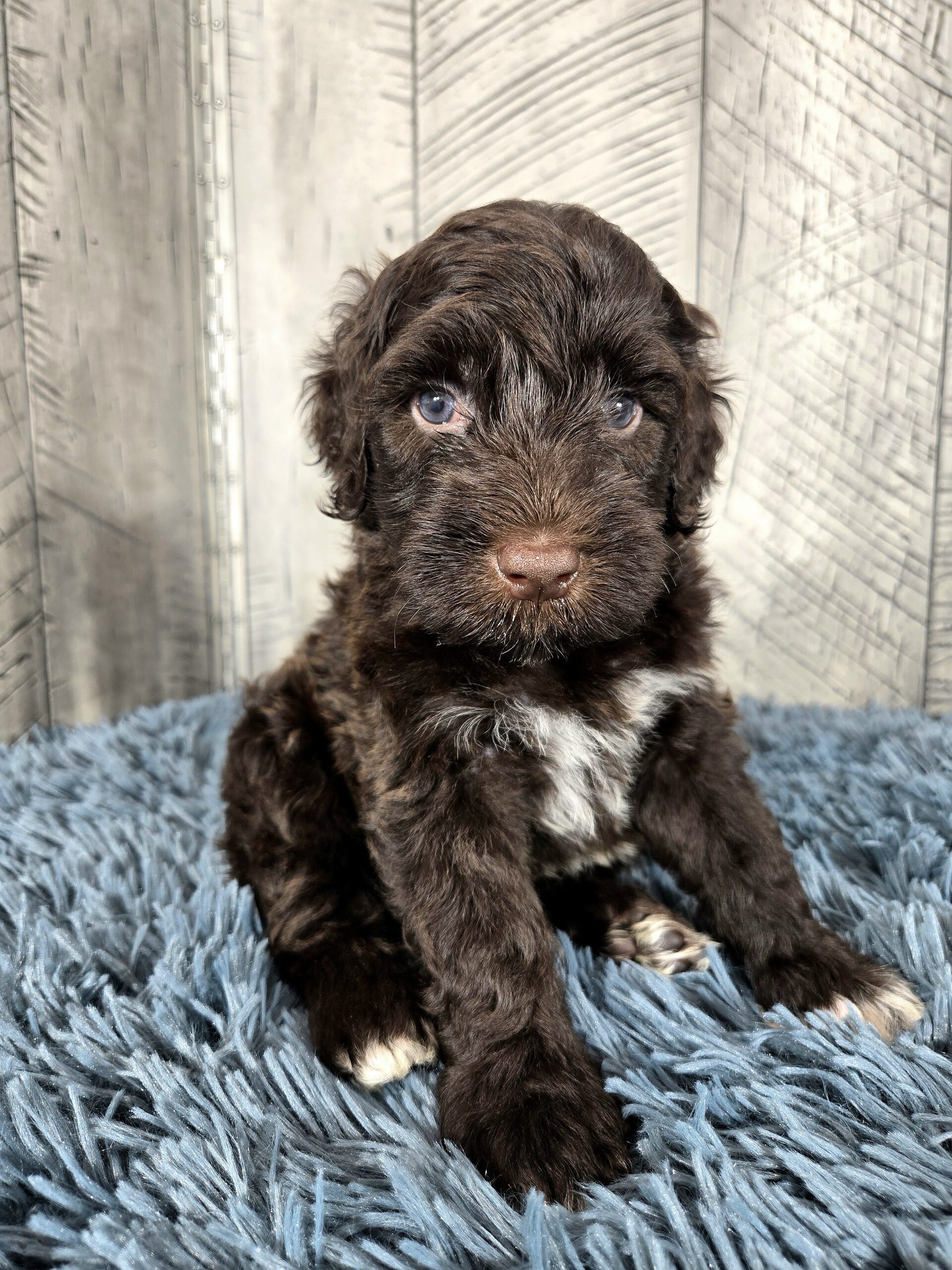 20260917_115528 - My Portuguese Water Dog