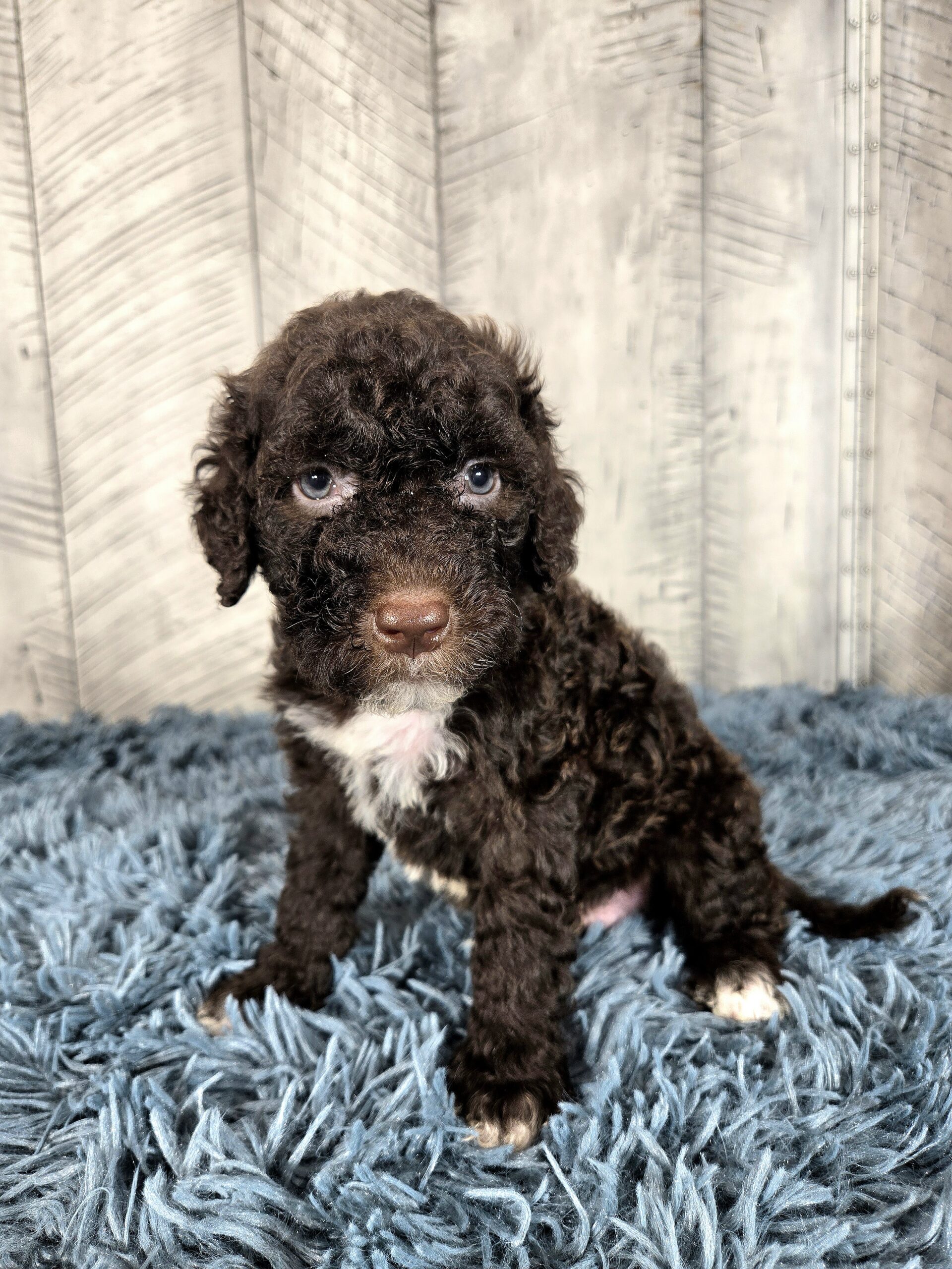 20260917_123156 - My Portuguese Water Dog
