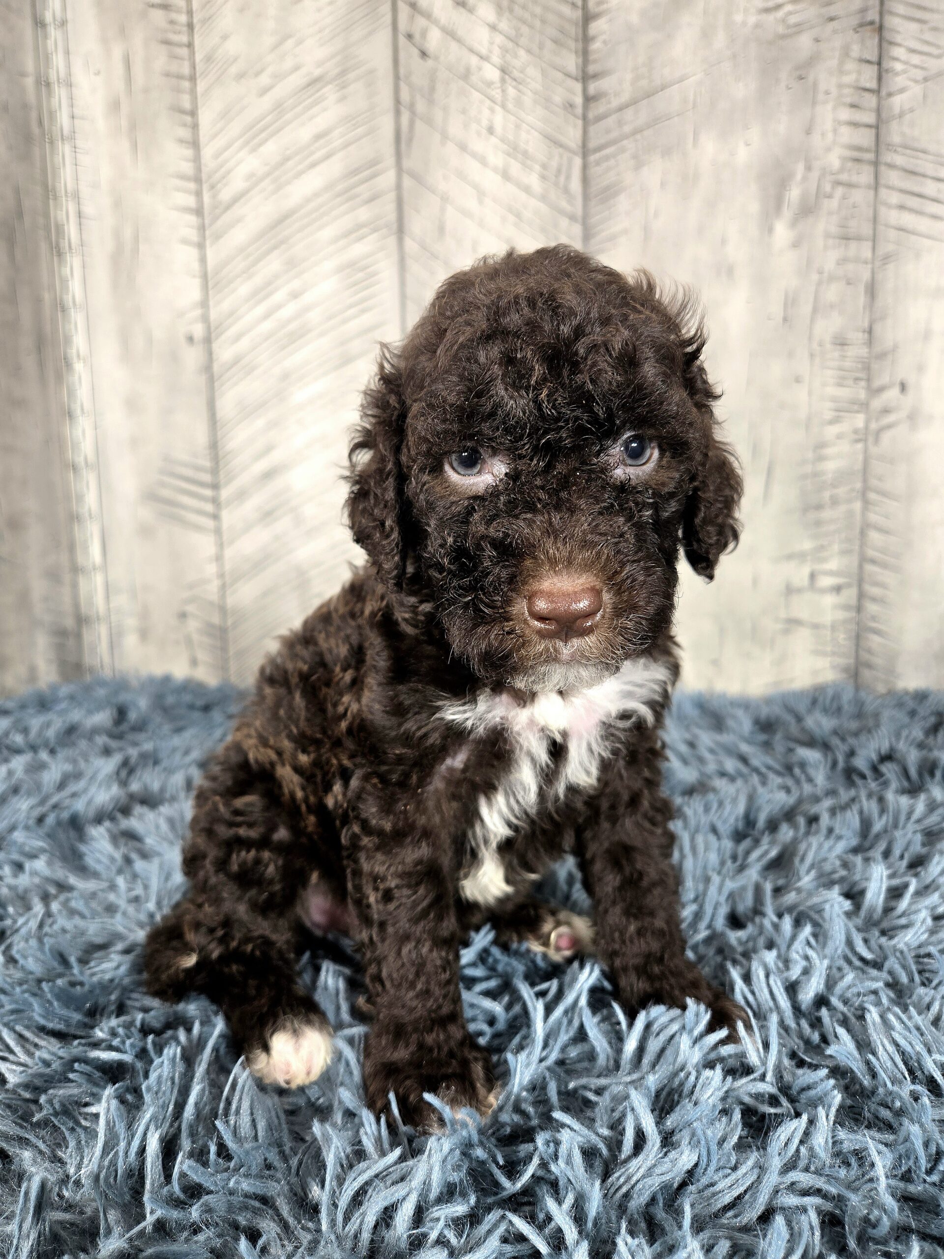 20260917_123246 - My Portuguese Water Dog