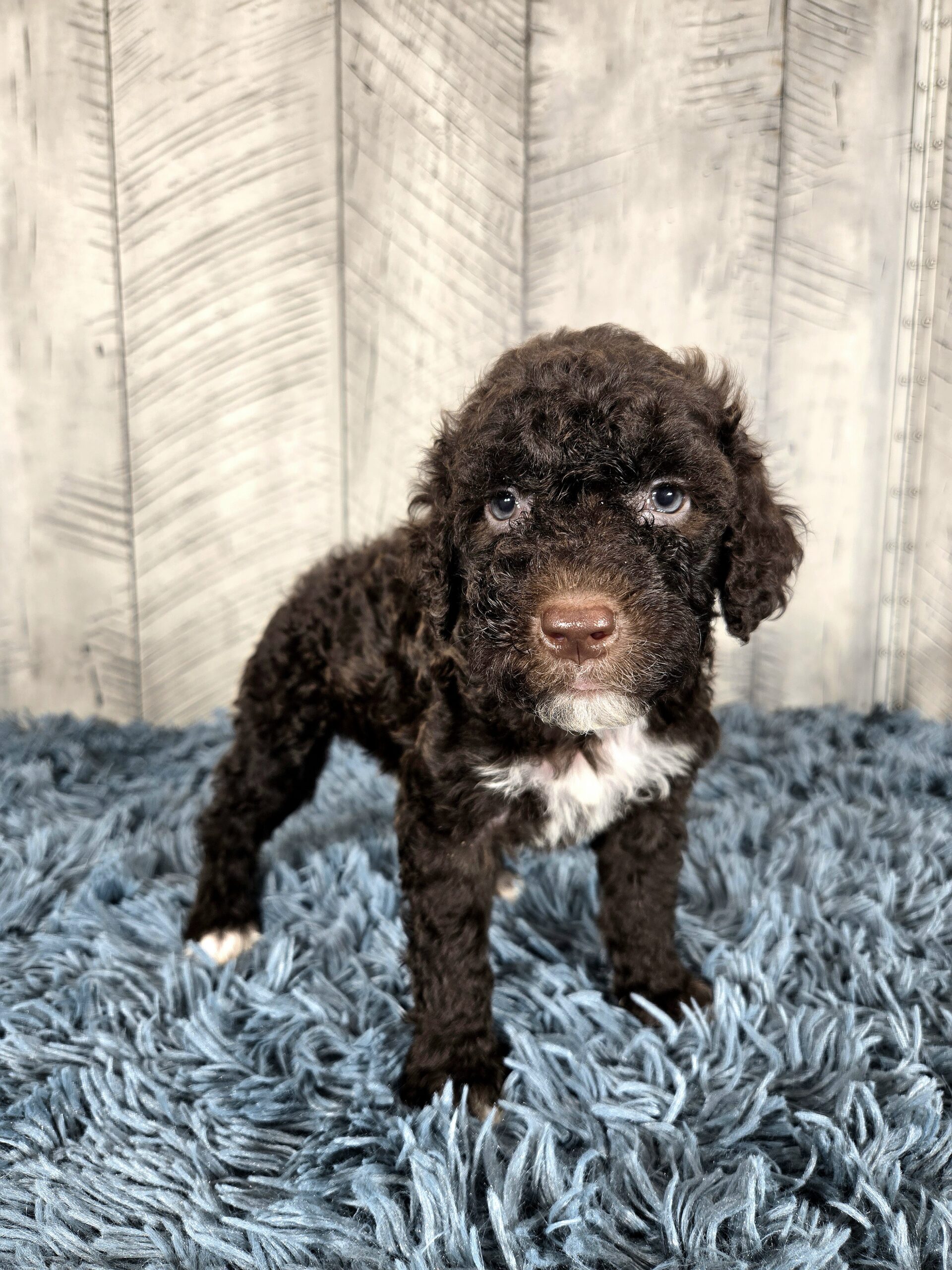 20260917_1233150 - My Portuguese Water Dog