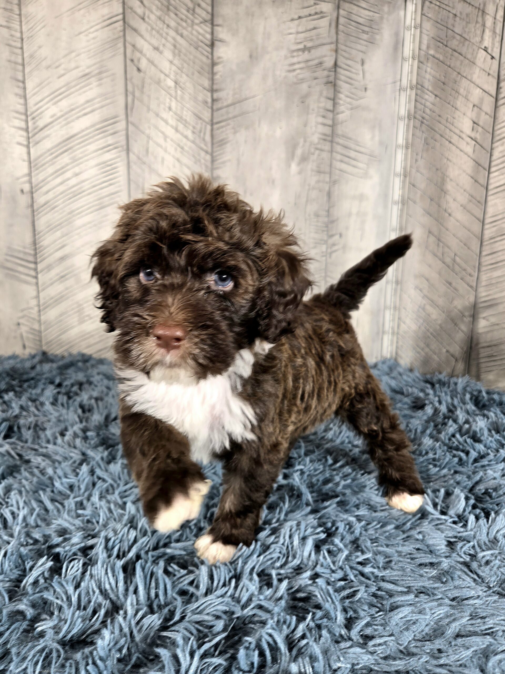 20260917_181024 - My Portuguese Water Dog