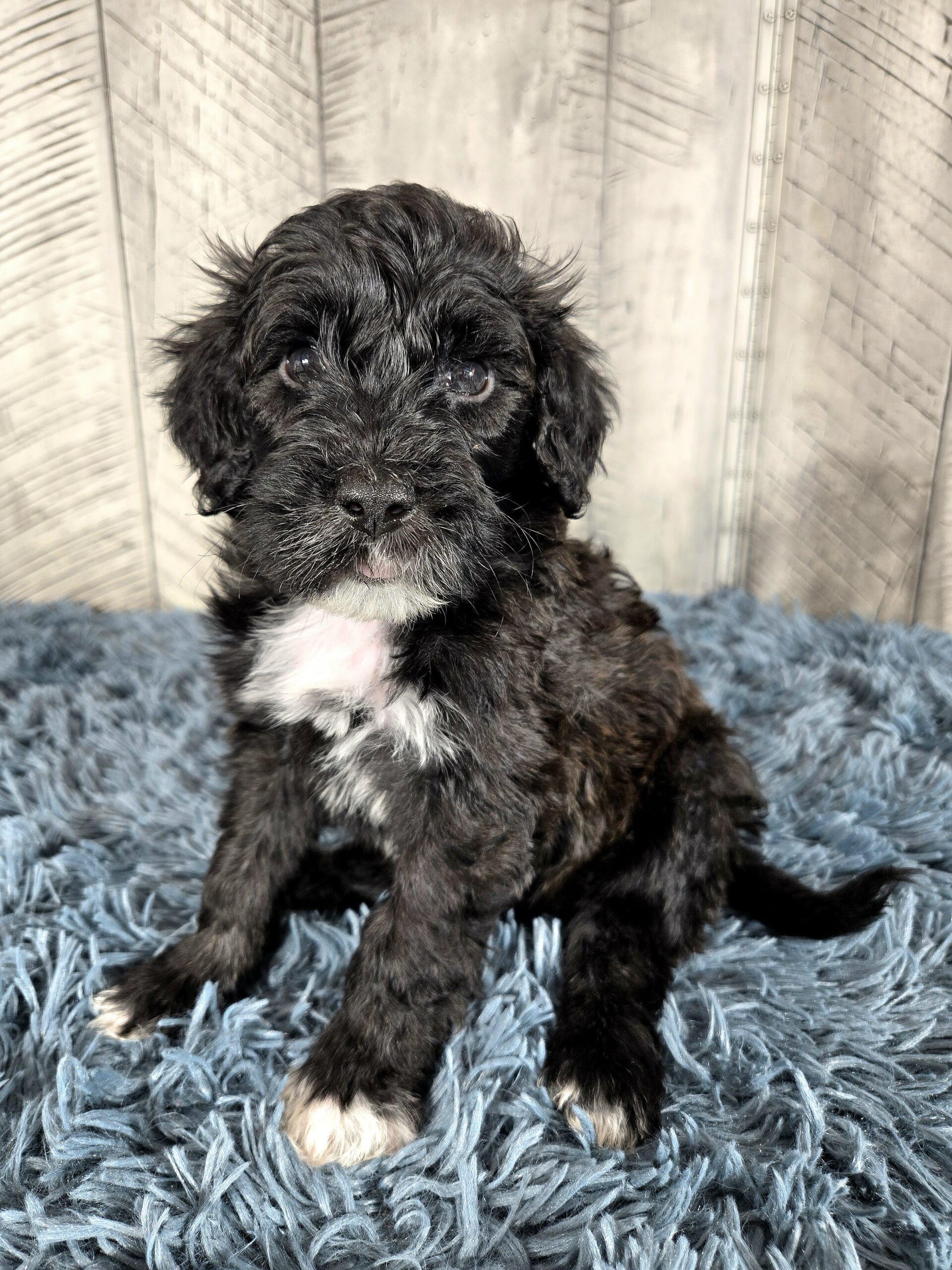 20260917_182354 - My Portuguese Water Dog