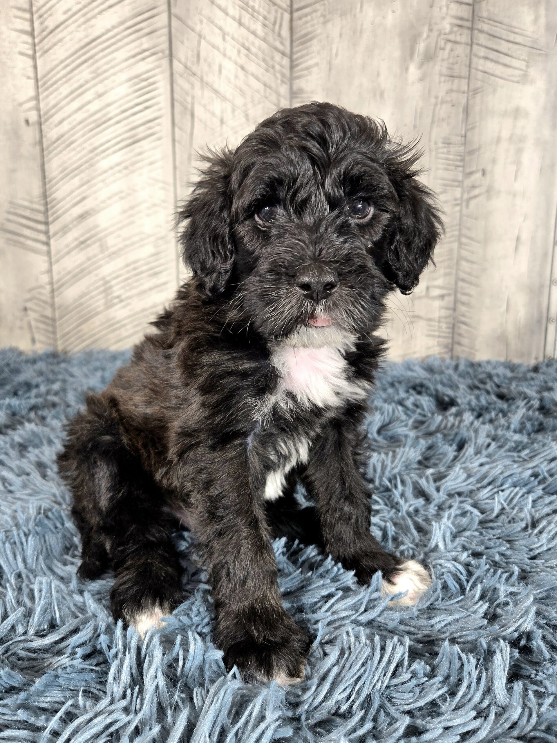 20260917_182425 - My Portuguese Water Dog