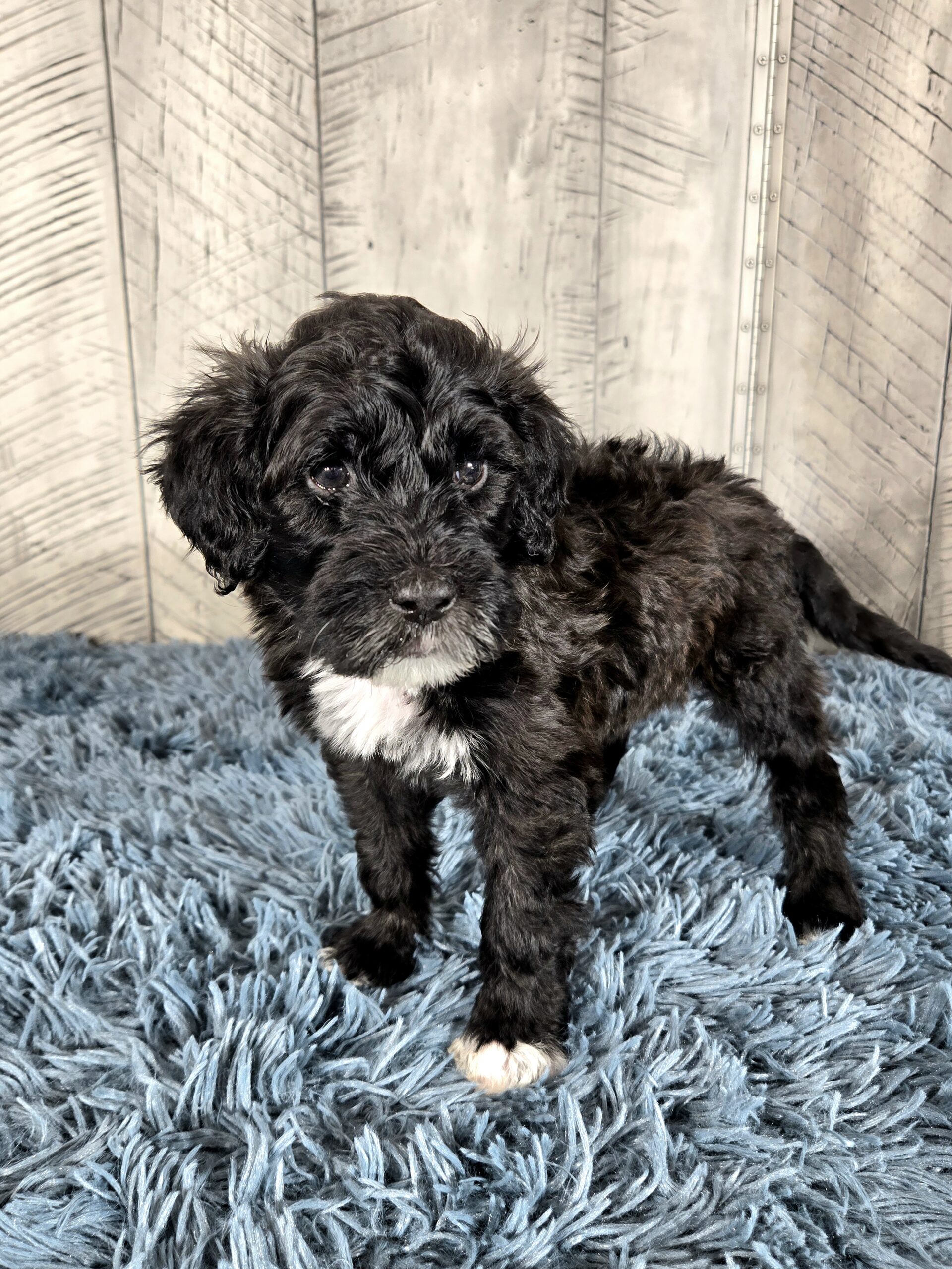 20260917_182555 - My Portuguese Water Dog