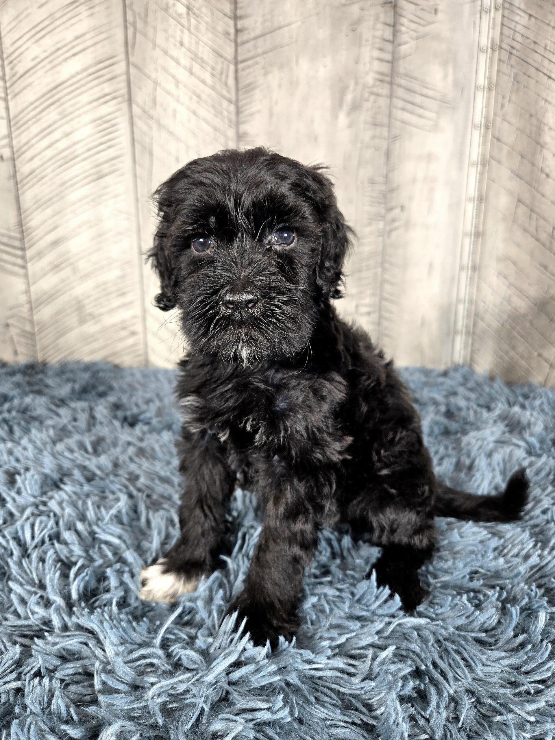 20260917_190431 - My Portuguese Water Dog