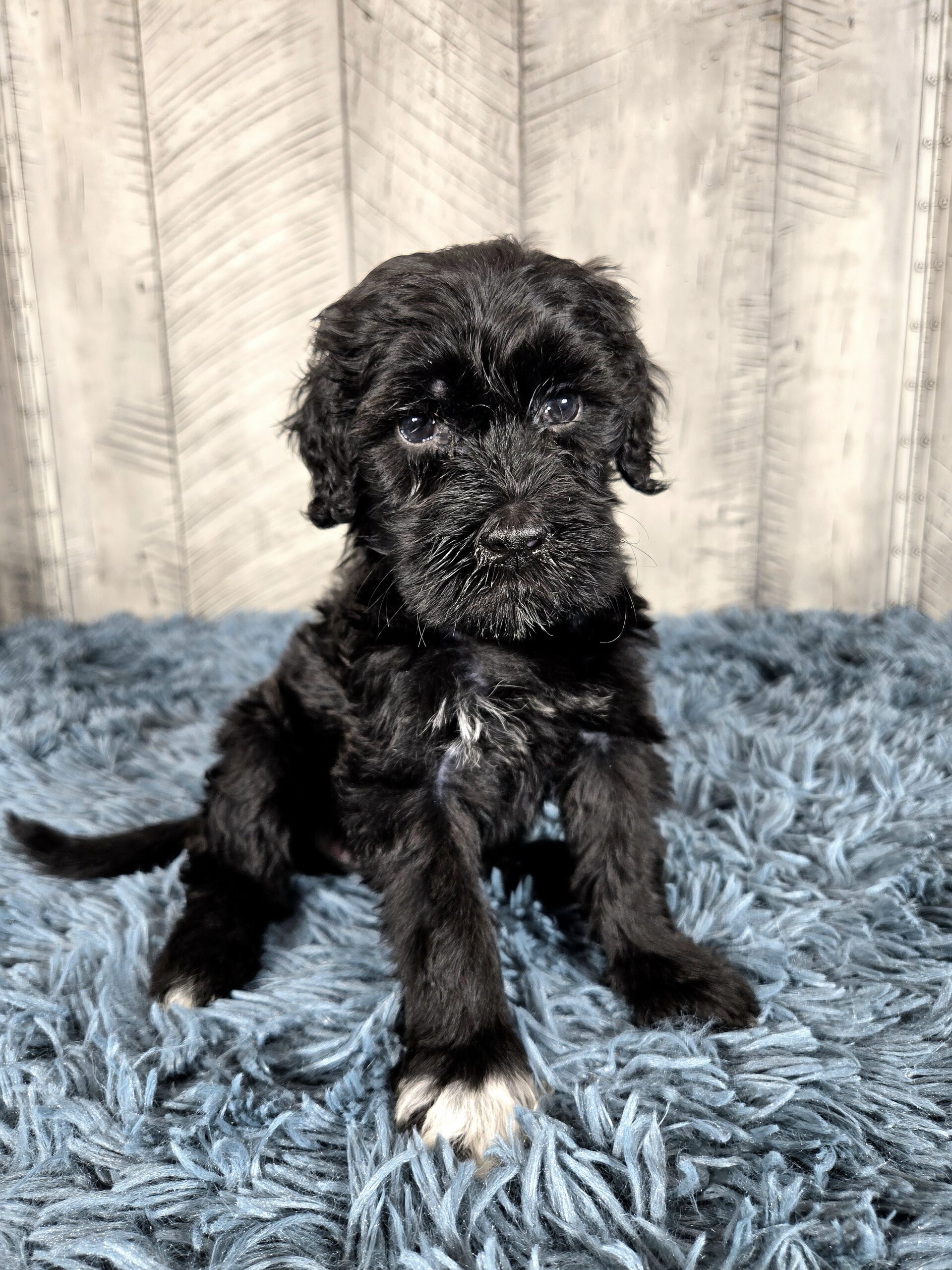 20260917_190525 - My Portuguese Water Dog