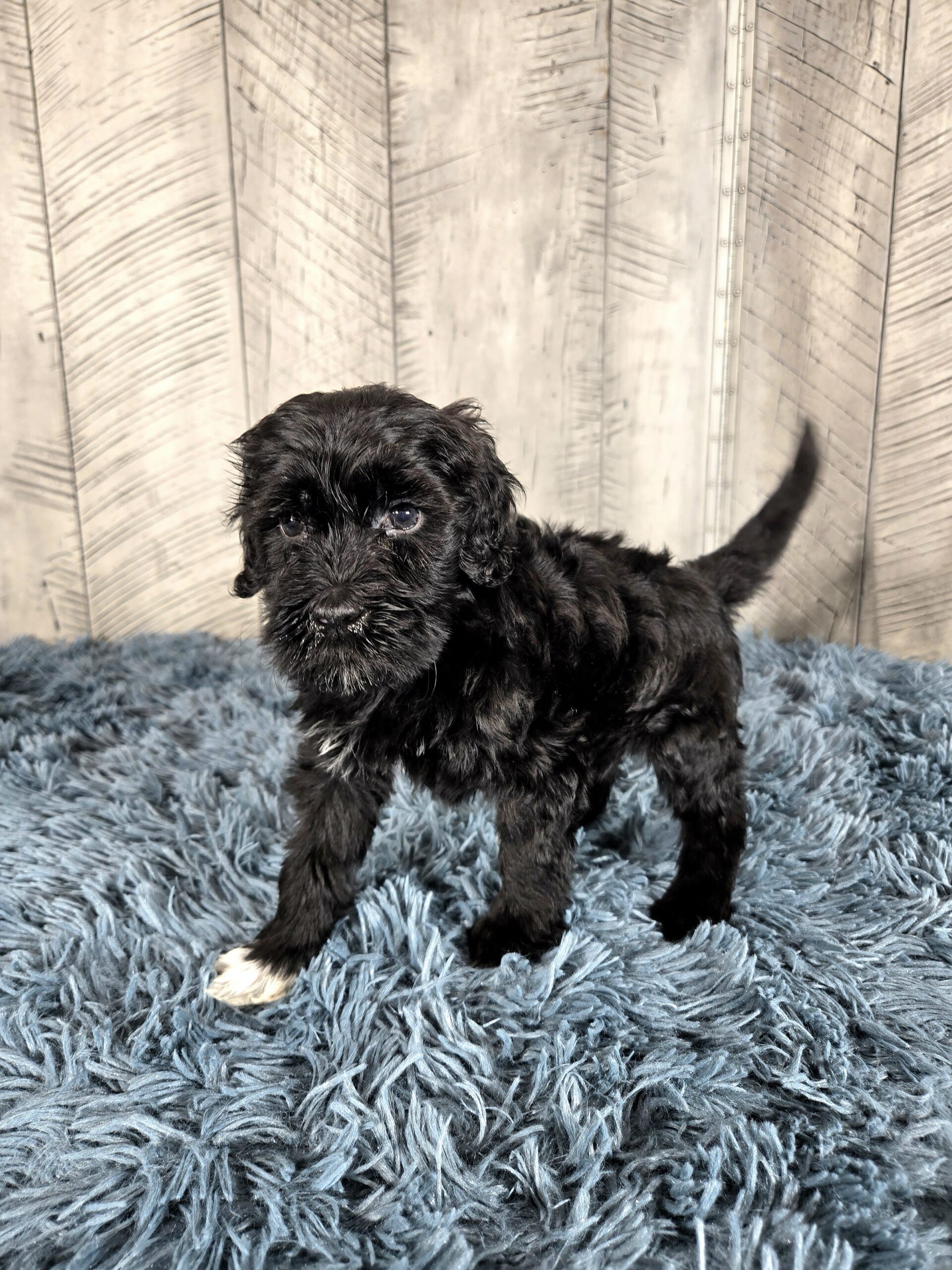 20260917_190547 - My Portuguese Water Dog