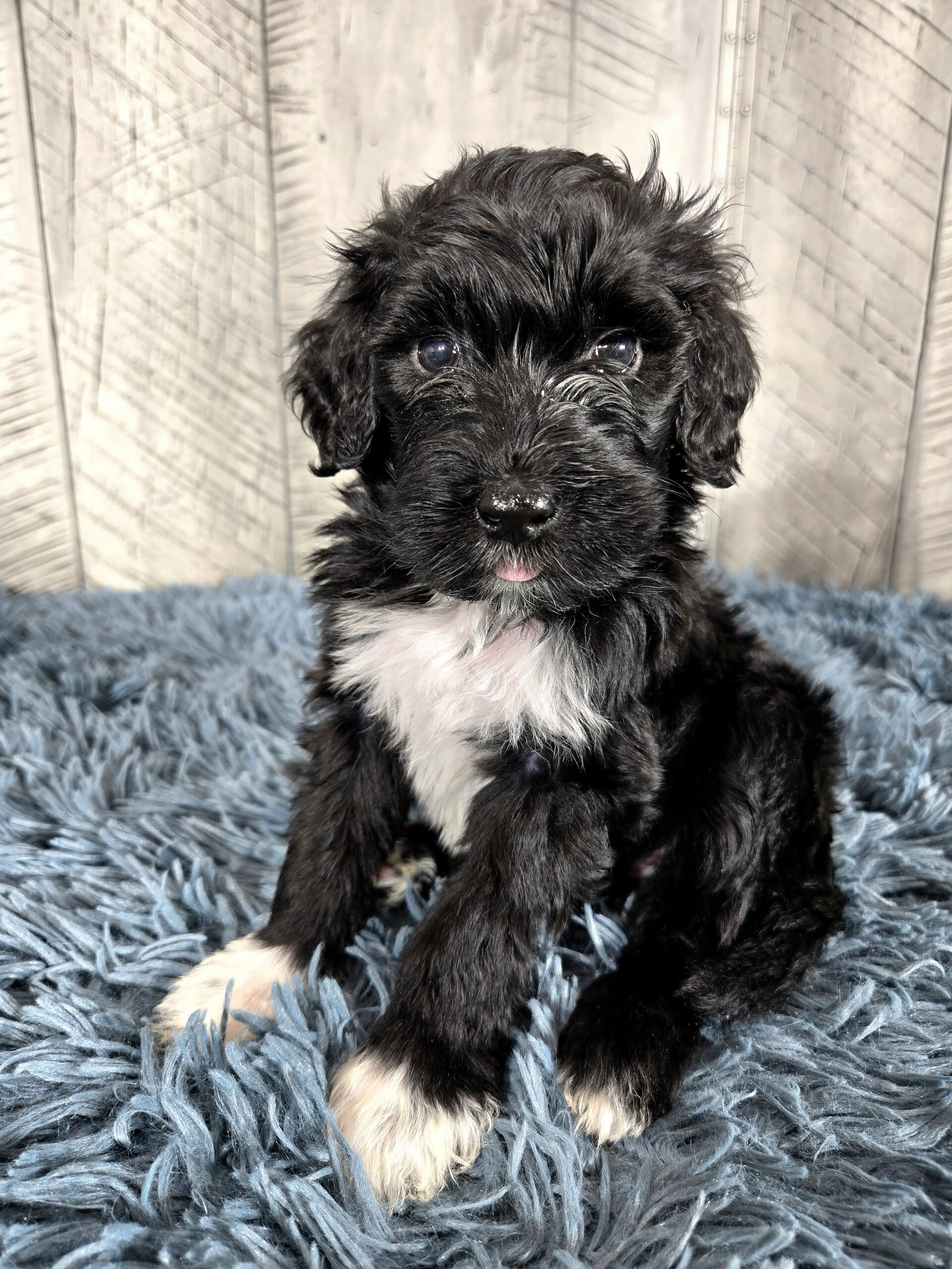20260917_190753 - My Portuguese Water Dog