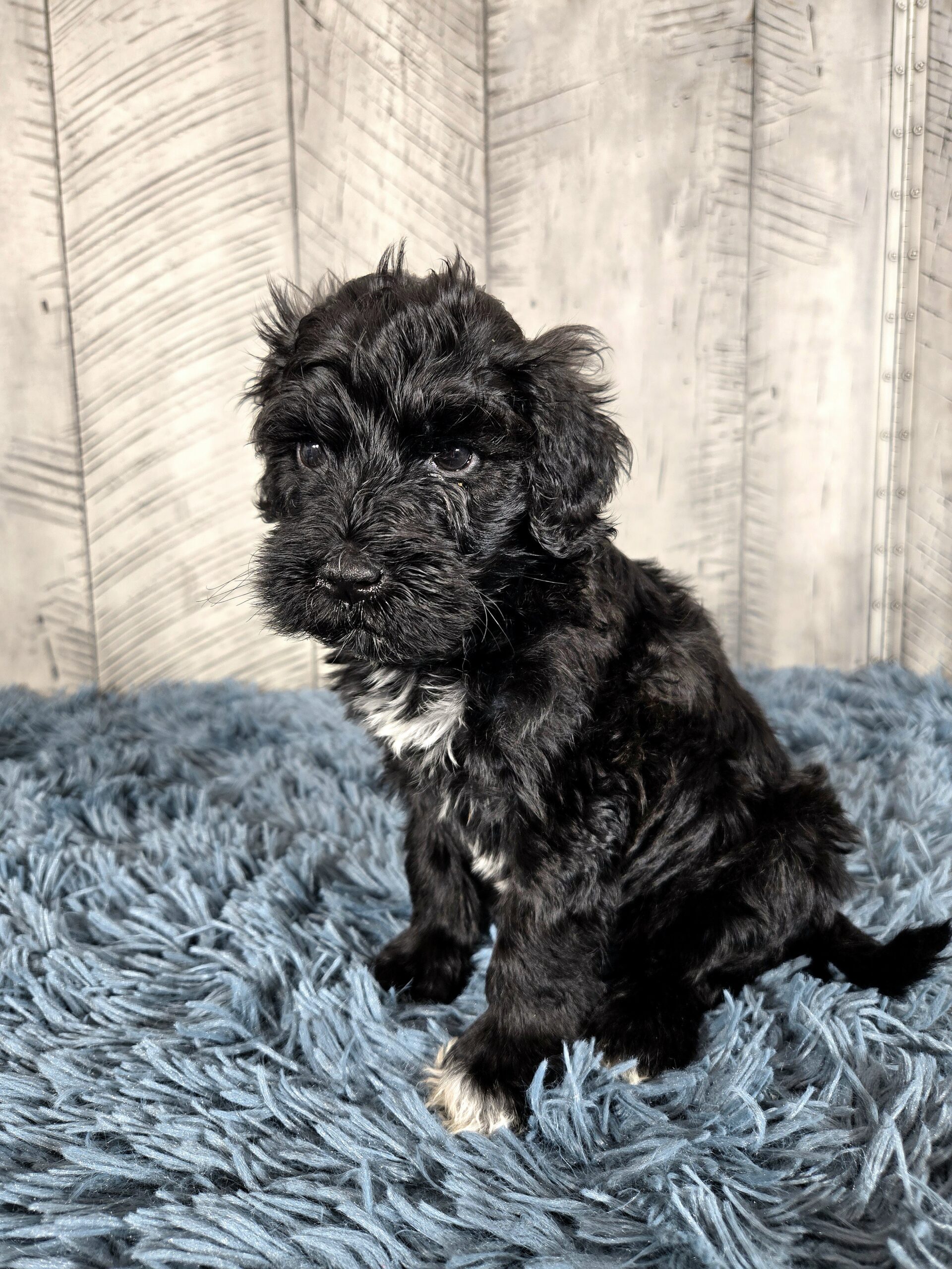 20260917_191044 - My Portuguese Water Dog