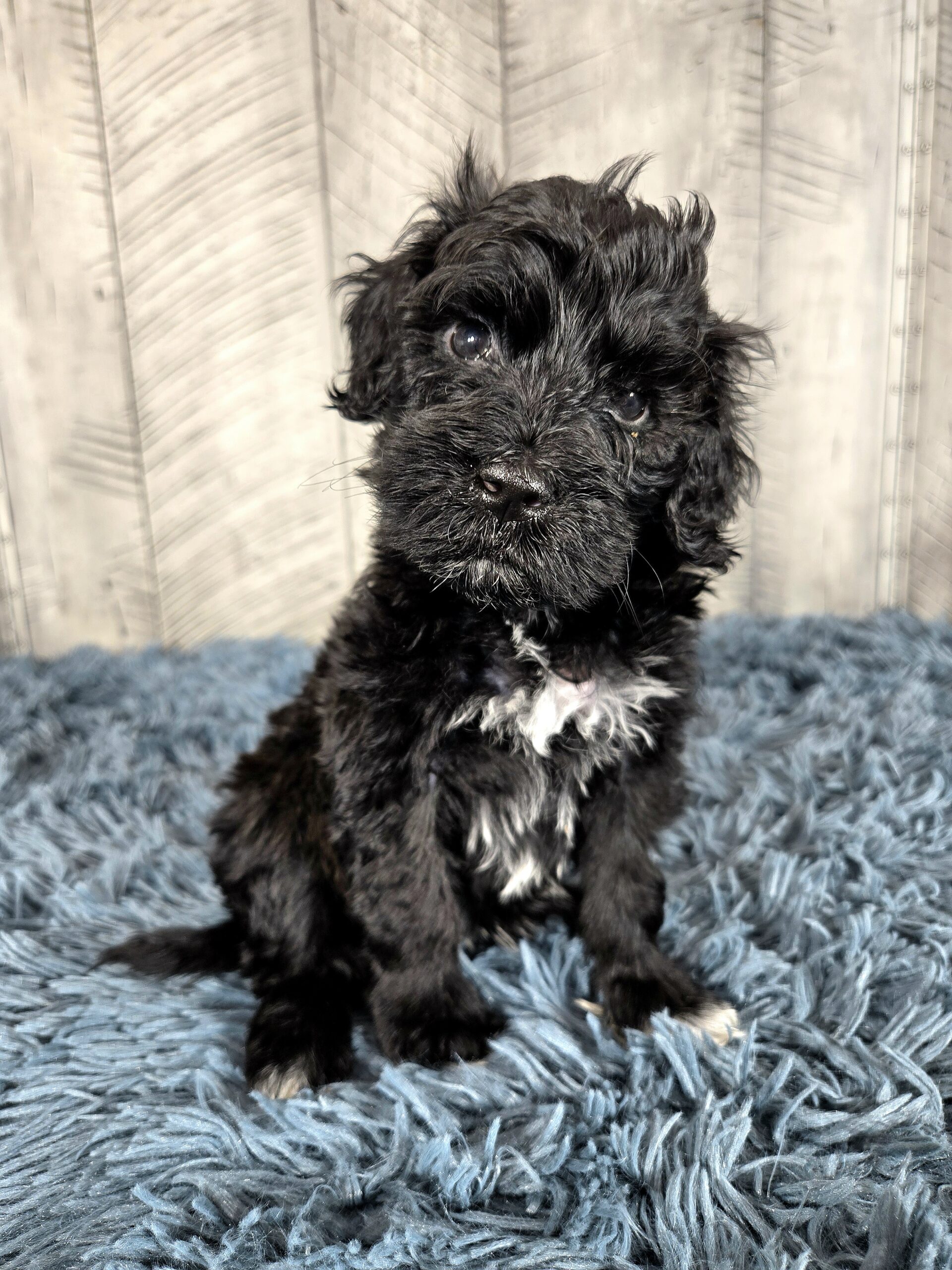20260917_191114 - My Portuguese Water Dog