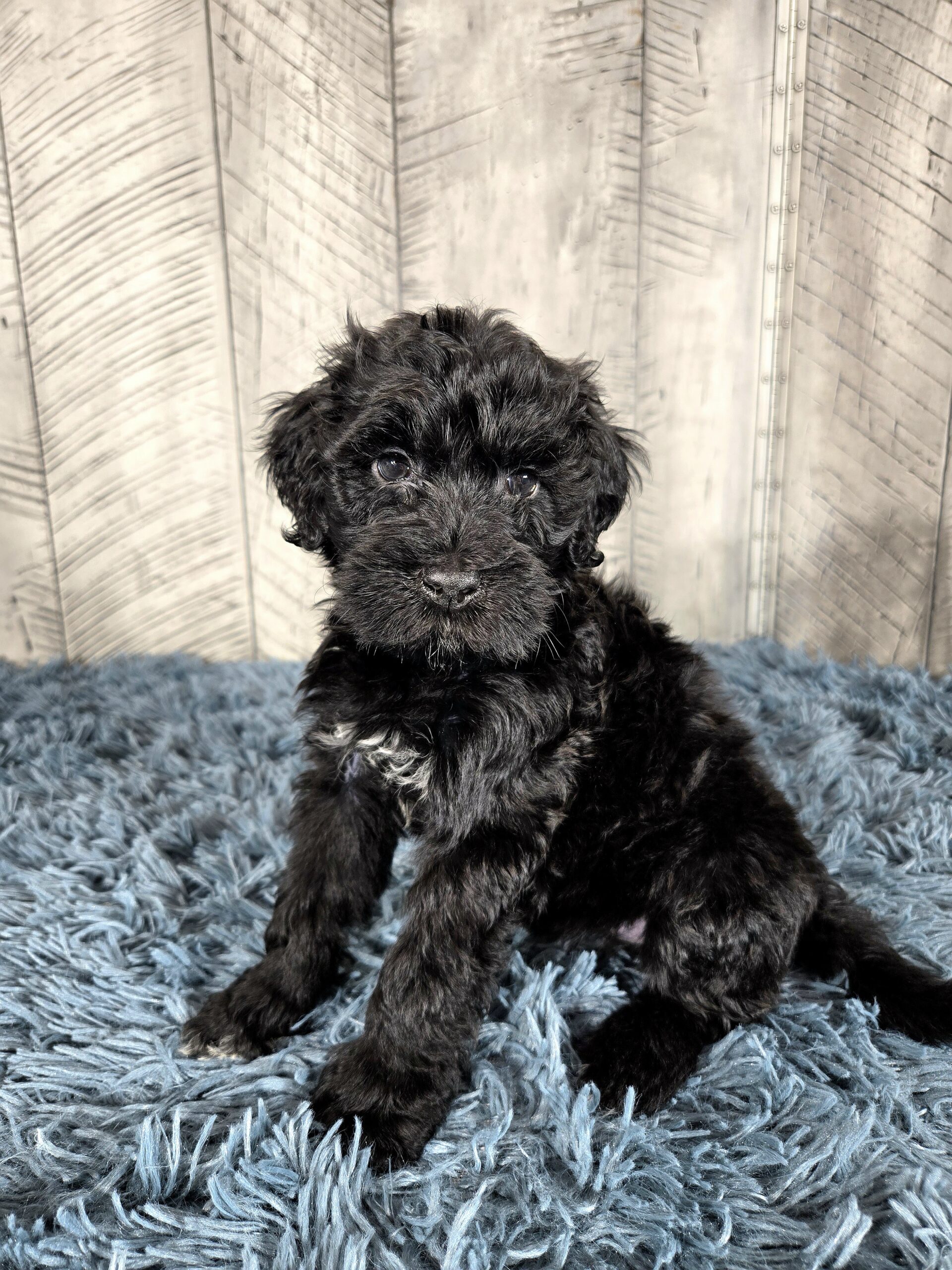 20260917_1912380 - My Portuguese Water Dog