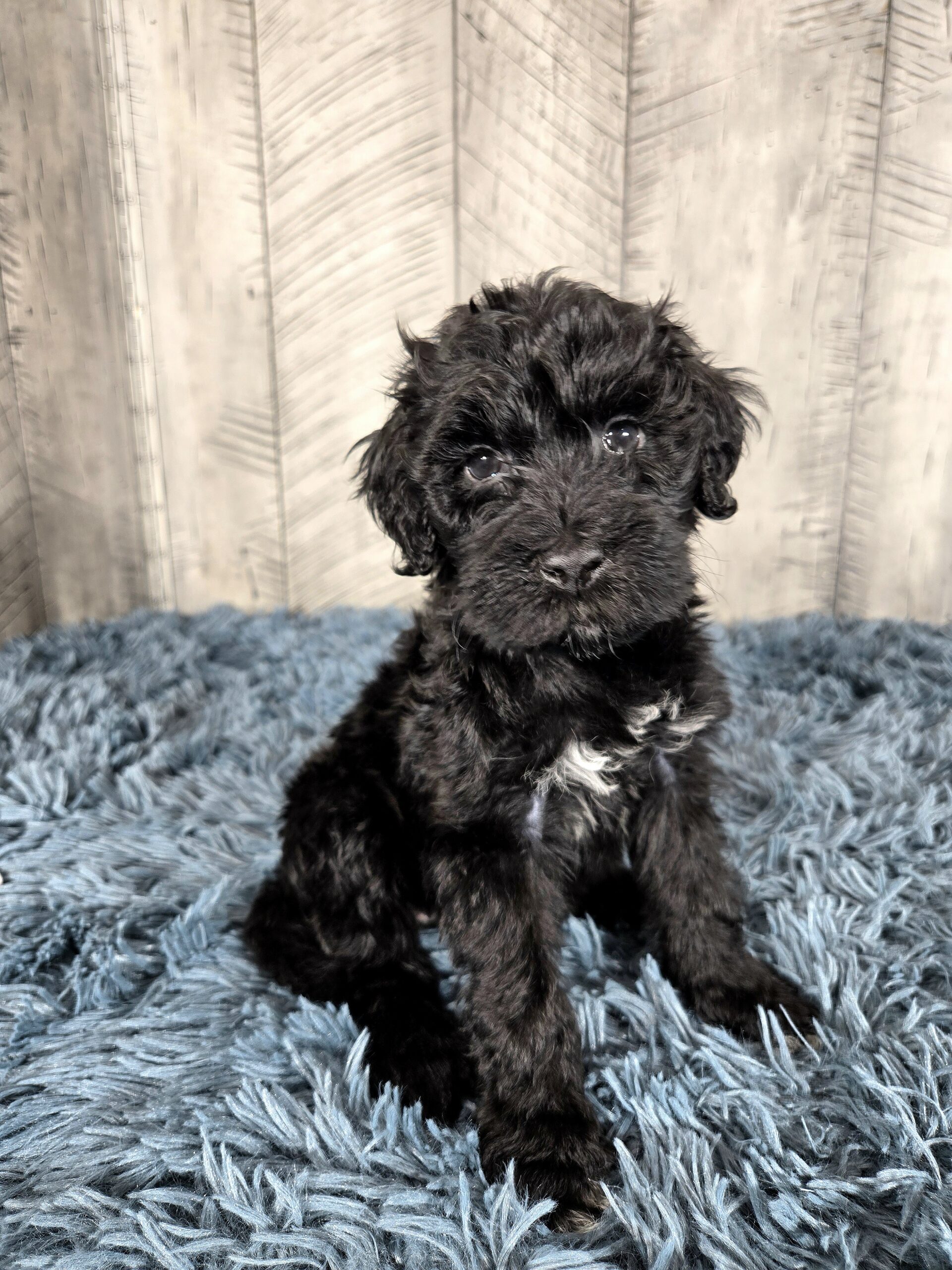 20260917_191316 - My Portuguese Water Dog