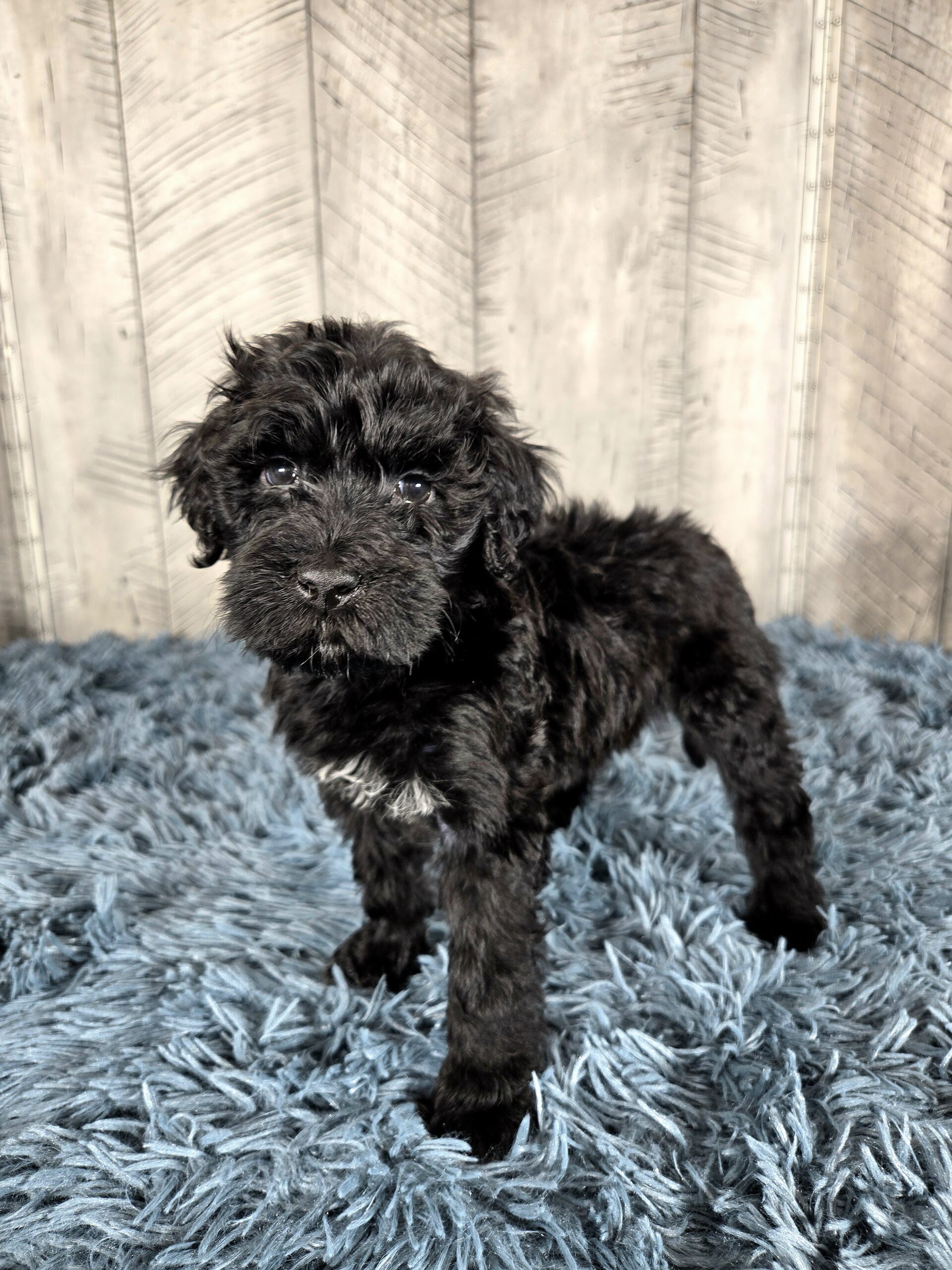 20260917_191330 - My Portuguese Water Dog