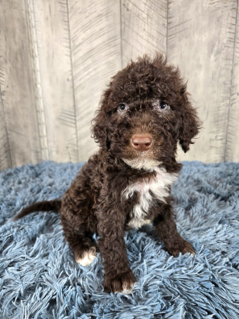 20260926_105754 - My Portuguese Water Dog - My Portuguese Water Dog