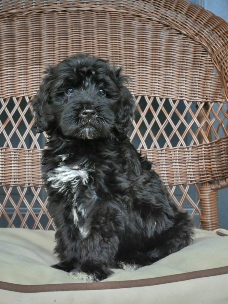 IMG_20260928_152032 - My Portuguese Water Dog - My Portuguese Water Dog